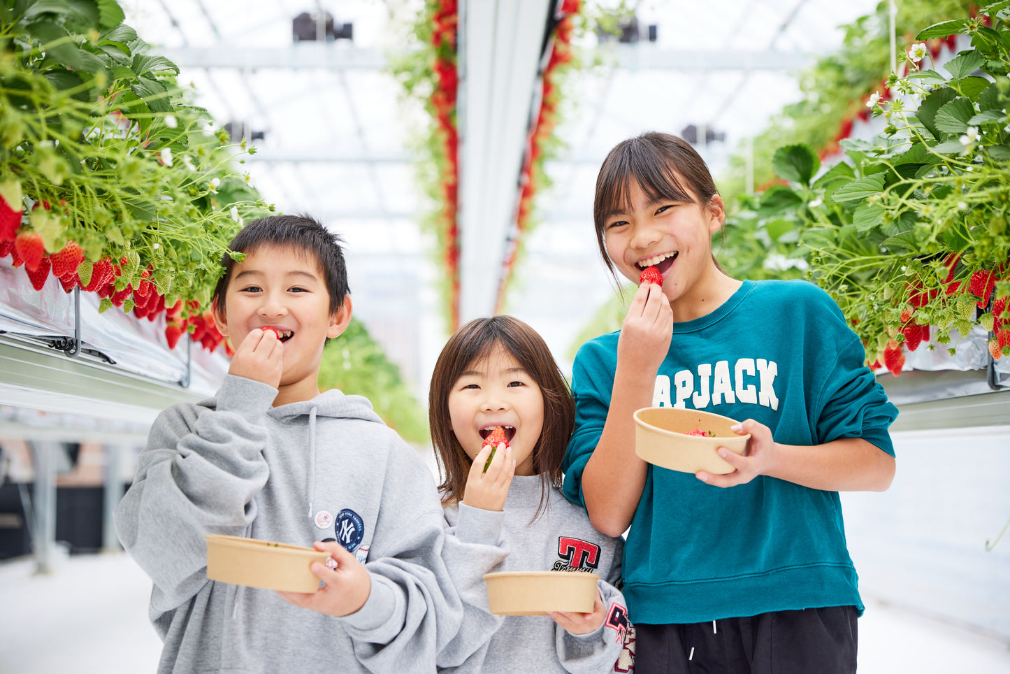 いちご狩り体験(ソフトドリンク付き)